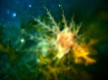 Basket starfish Belize by Gil Ben-Meir 